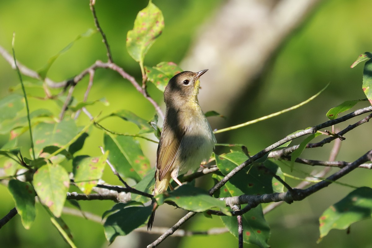 Common Yellowthroat - ML620539177