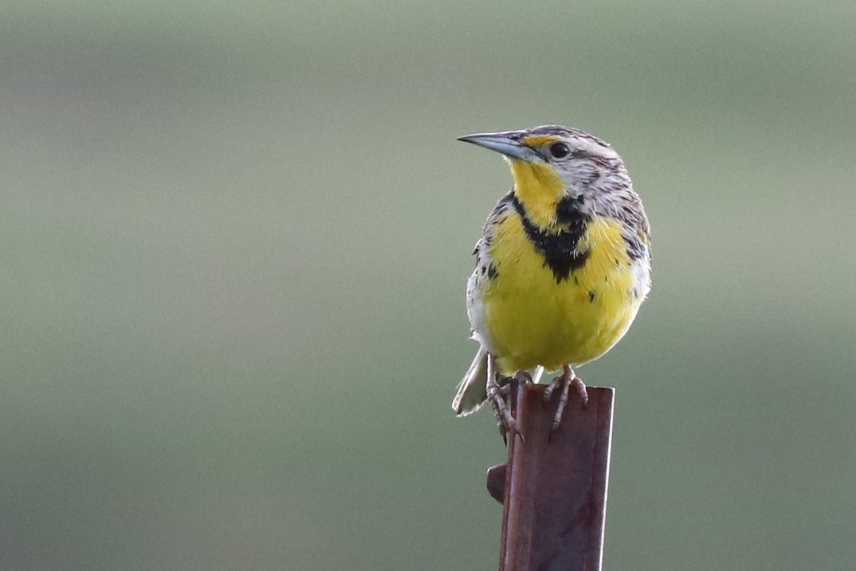 Western Meadowlark - ML620539182