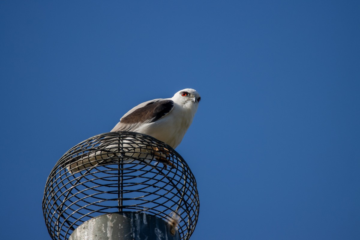 Black-shouldered Kite - ML620539187