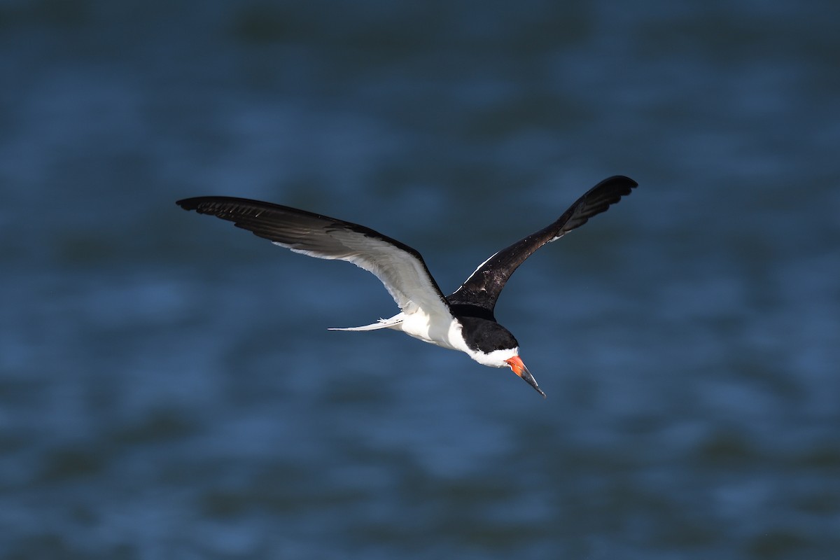 Black Skimmer - ML620539195