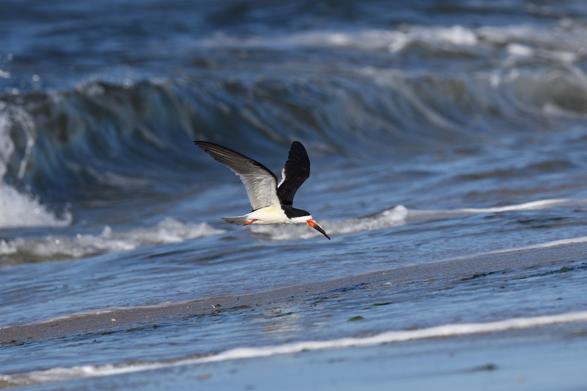 Black Skimmer - ML620539197