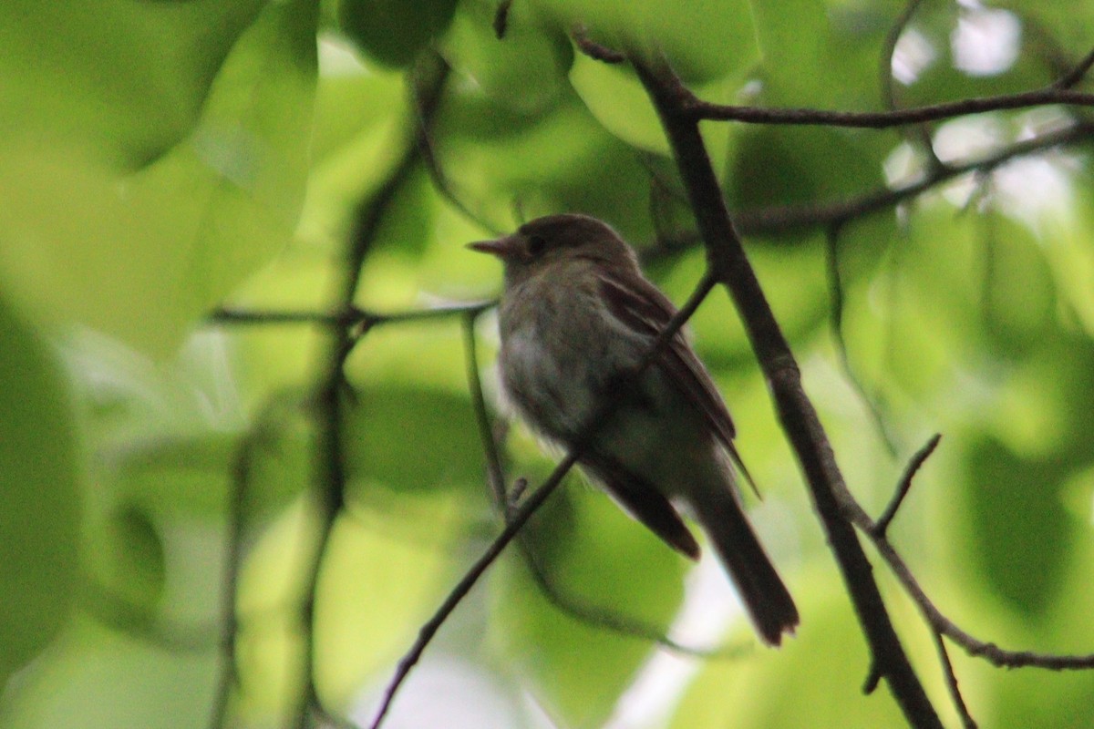 Acadian Flycatcher - ML620539198