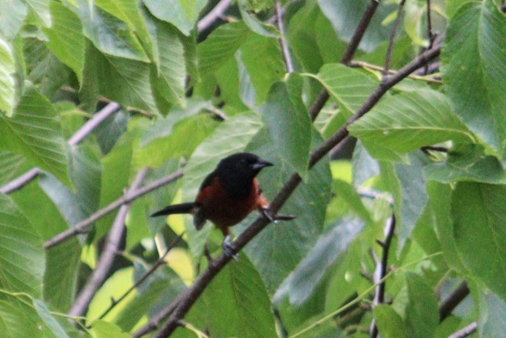 Orchard Oriole - ML620539210