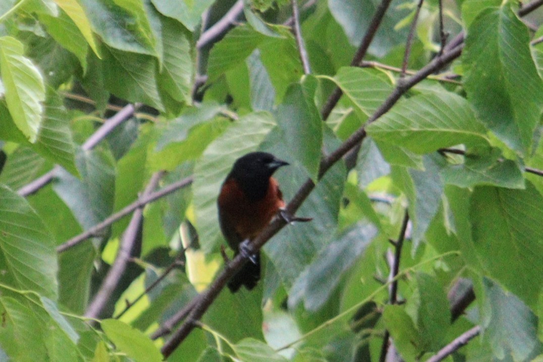 Orchard Oriole - ML620539211