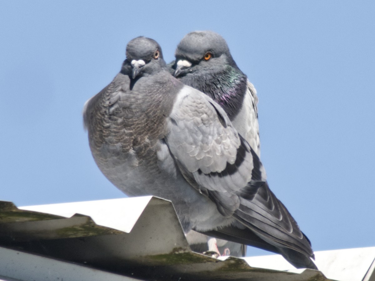 Rock Pigeon (Feral Pigeon) - ML620539217