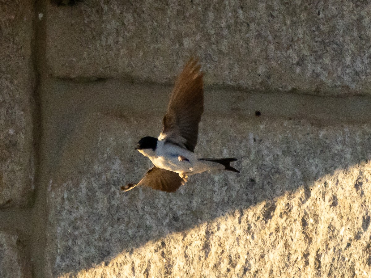 Western House-Martin - ML620539219