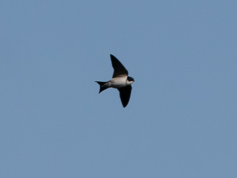 Western House-Martin - ML620539220