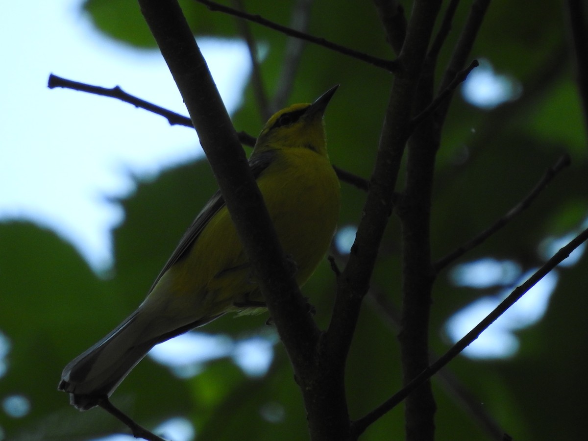 Blue-winged Warbler - ML620539231