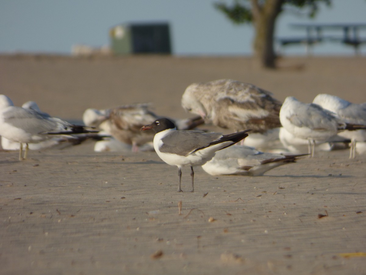 Laughing Gull - ML620539236