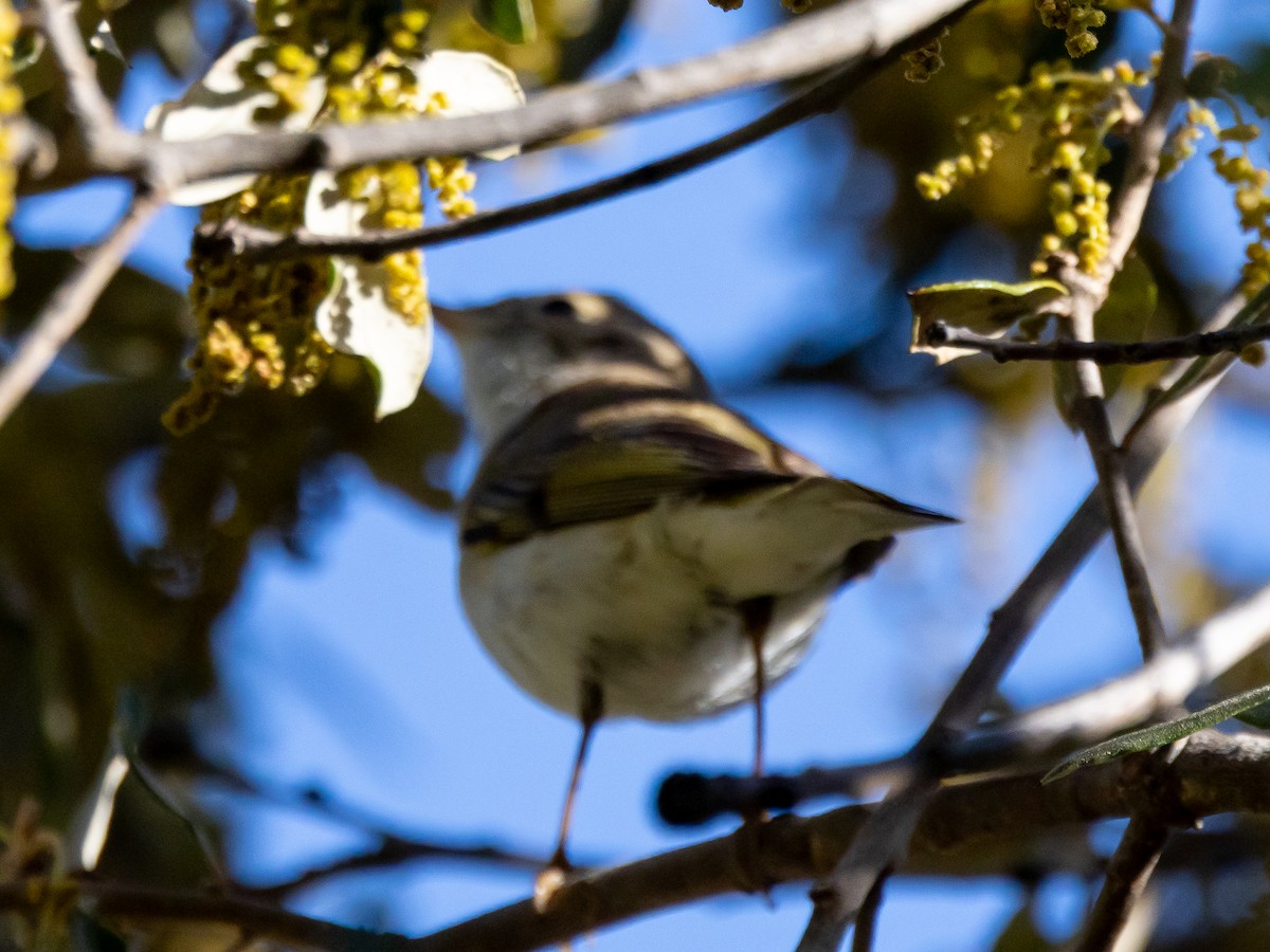 Western Bonelli's Warbler - ML620539238