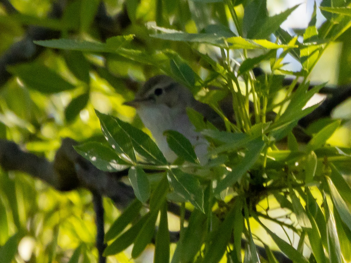 Mosquitero Papialbo - ML620539239