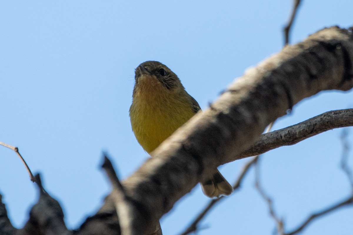 Yellow Thornbill - Russell Campbell