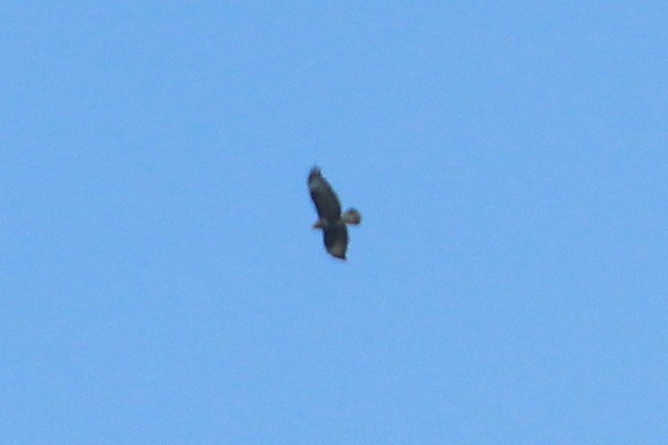 Common Buzzard - ML620539247