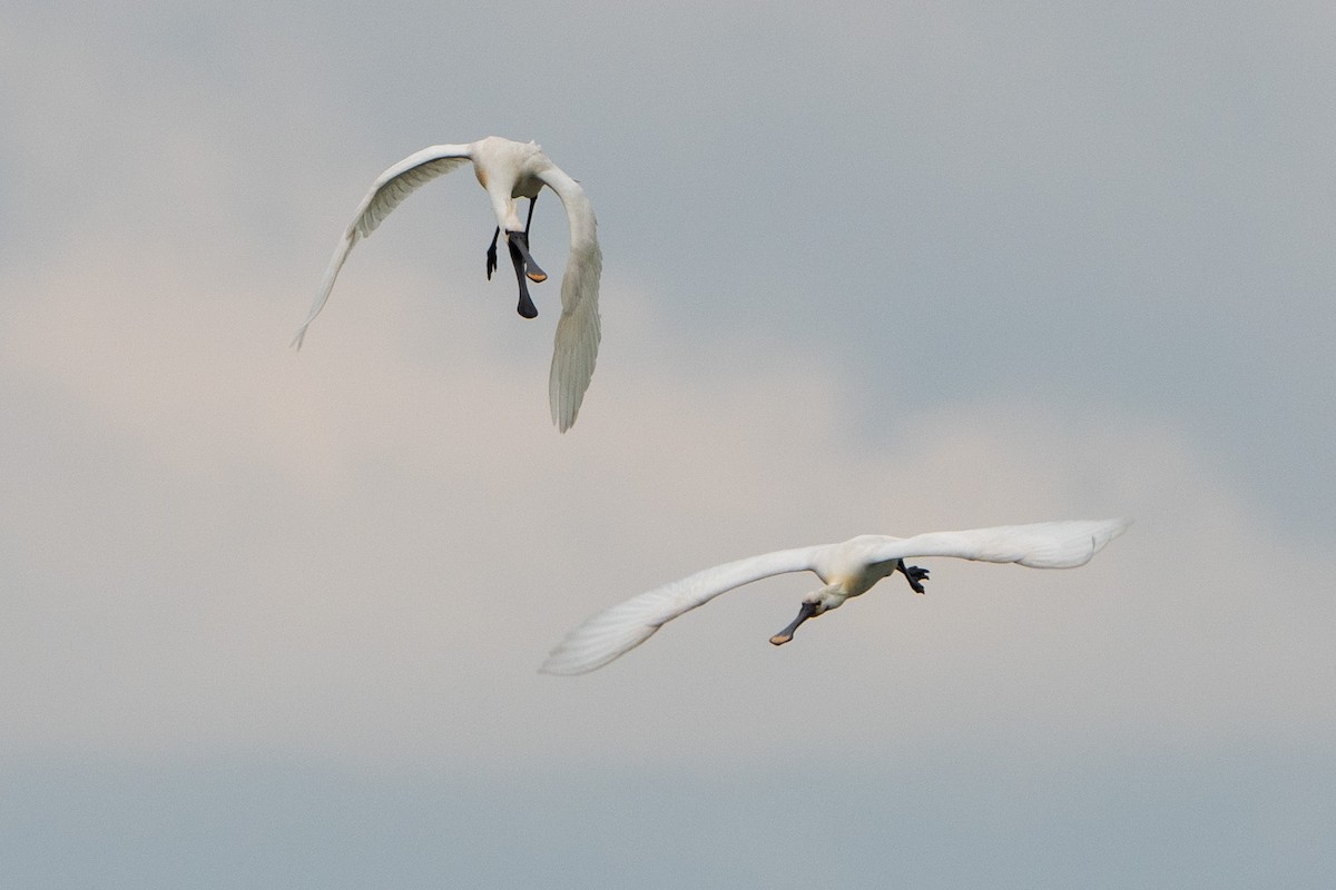 Eurasian Spoonbill - ML620539248