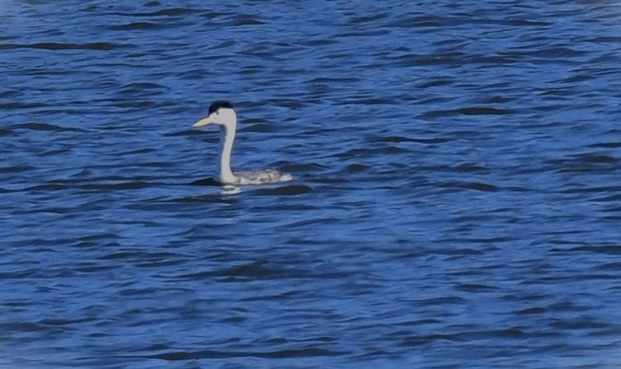 Clark's Grebe - ML620539250