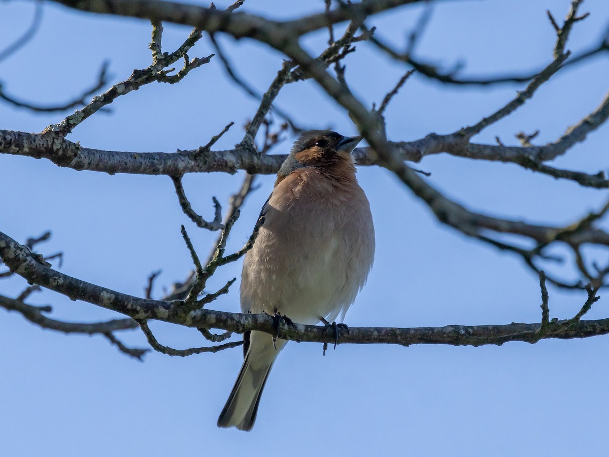 Common Chaffinch - ML620539254