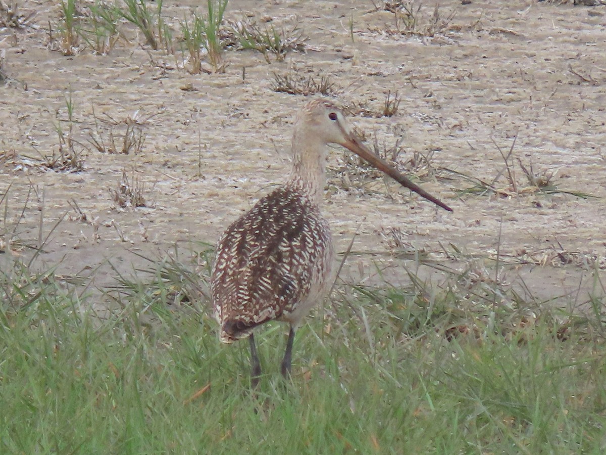 Marbled Godwit - ML620539259