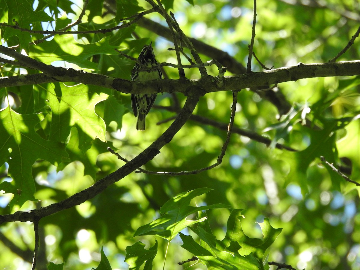 Black-and-white Warbler - ML620539263