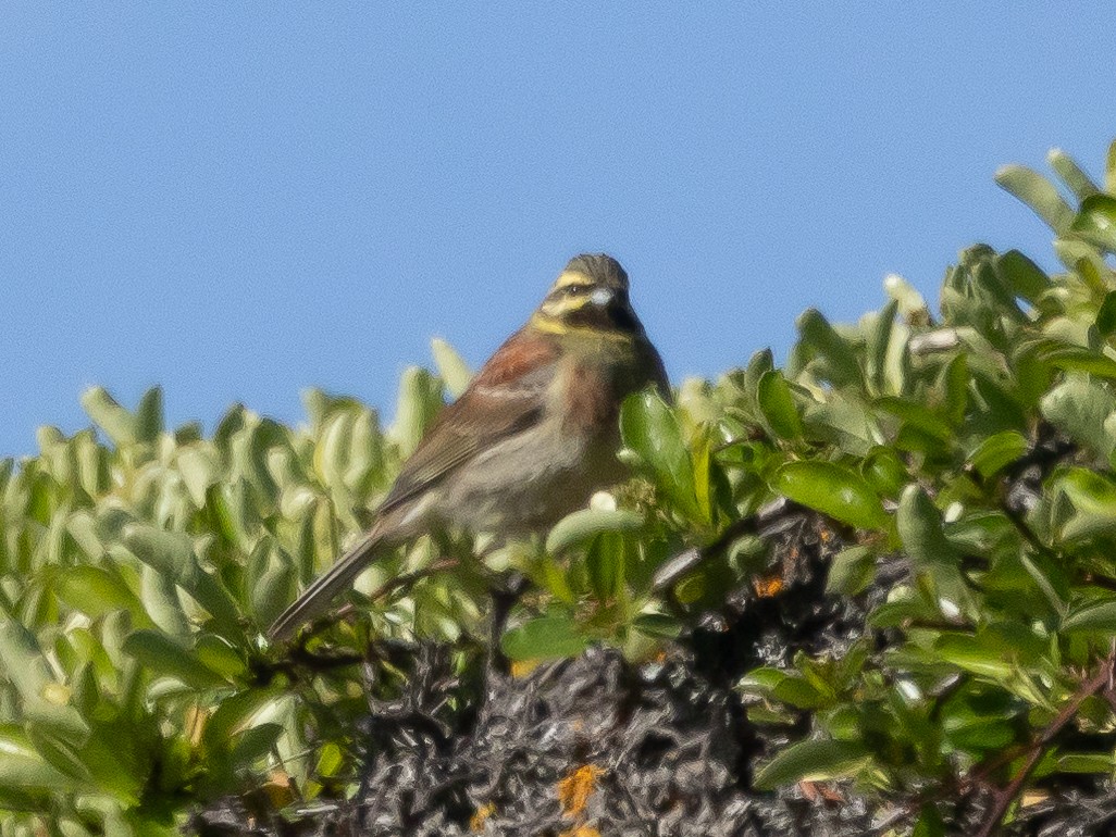 Cirl Bunting - ML620539274