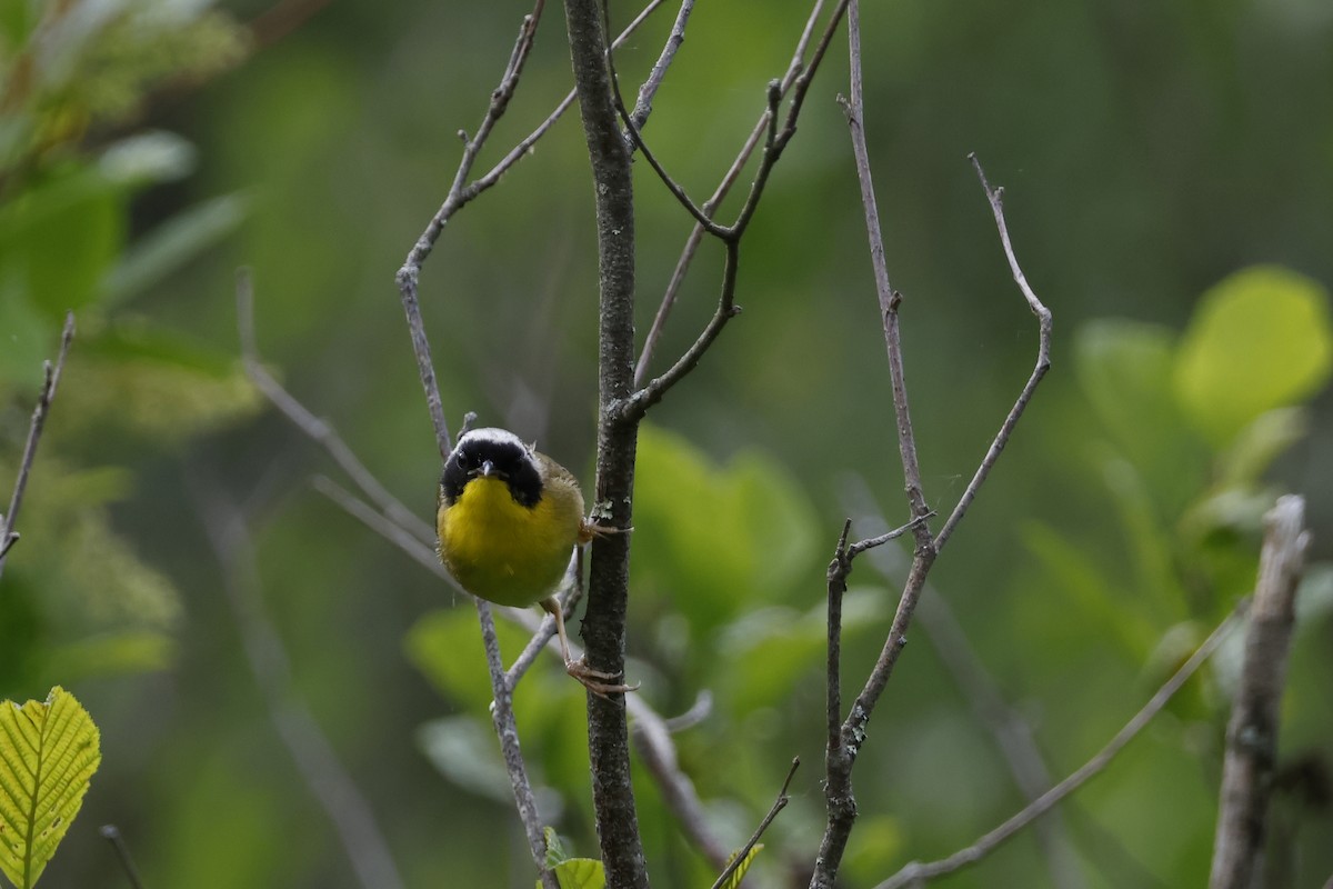 Common Yellowthroat - ML620539277