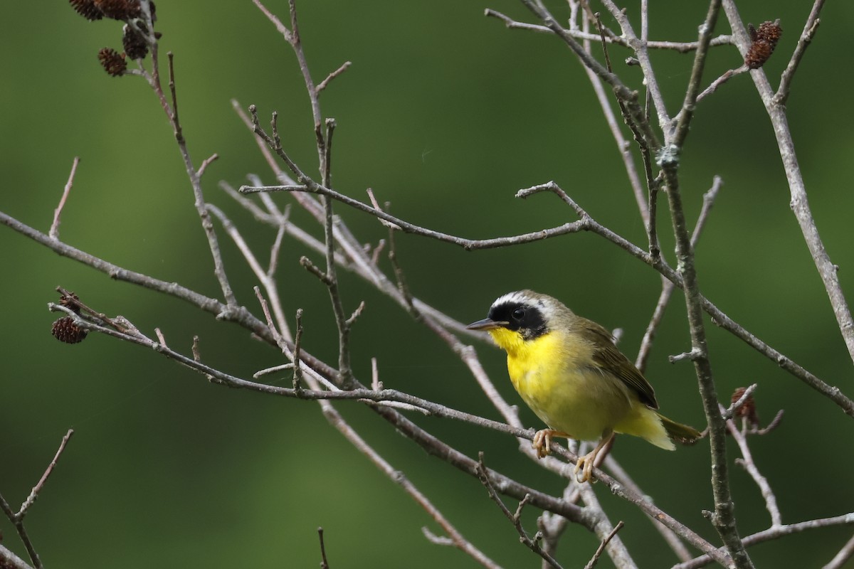 Common Yellowthroat - ML620539280