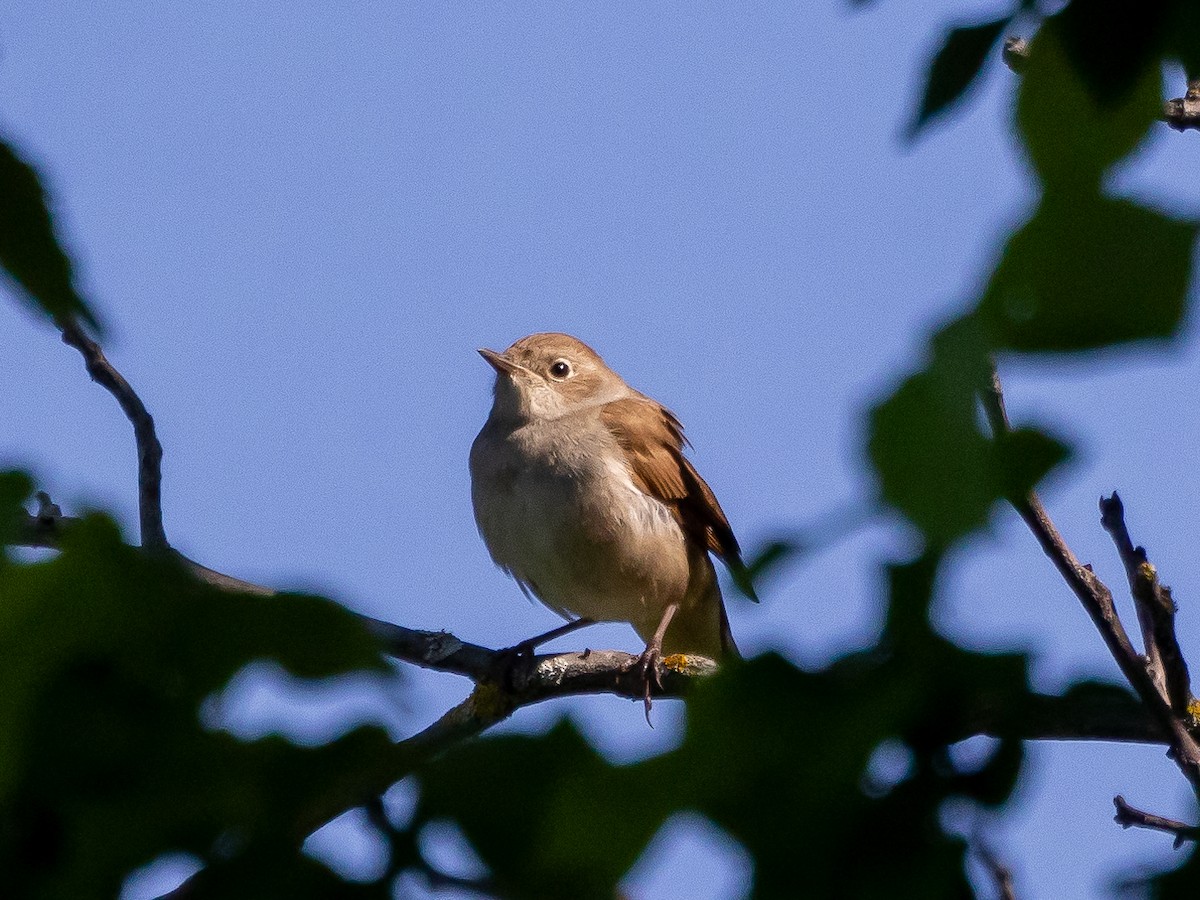 Common Nightingale - ML620539286