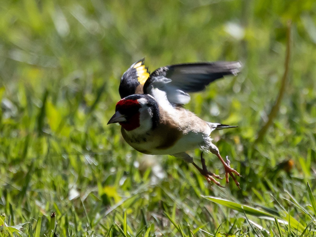 European Goldfinch - ML620539297