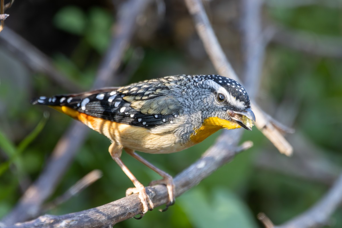 Fleckenpanthervogel (punctatus) - ML620539300