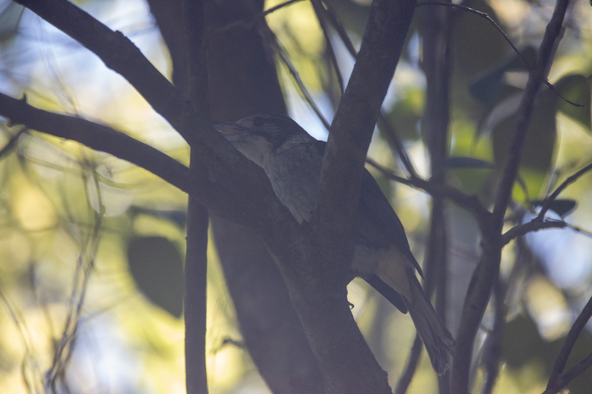 Gray Butcherbird - ML620539303