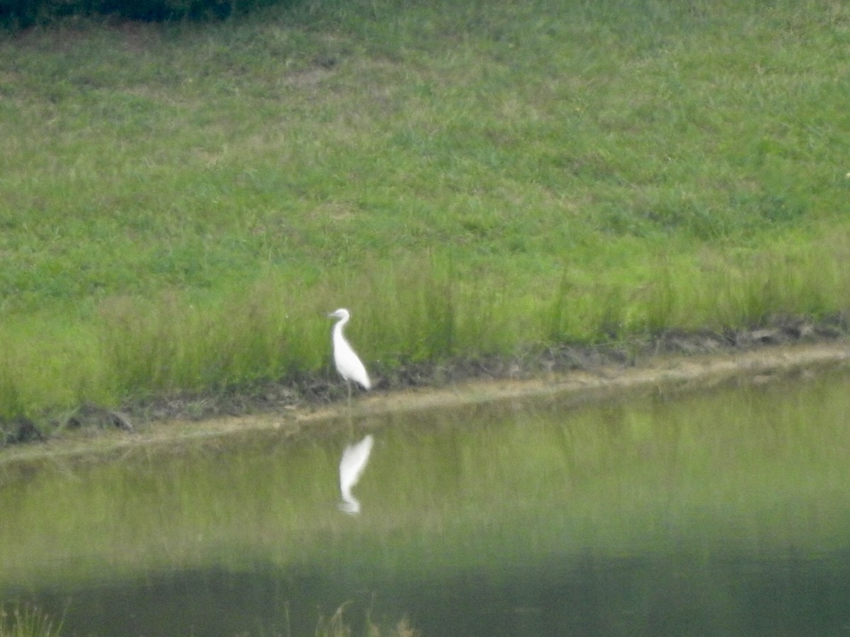 Little Blue Heron - ML620539311