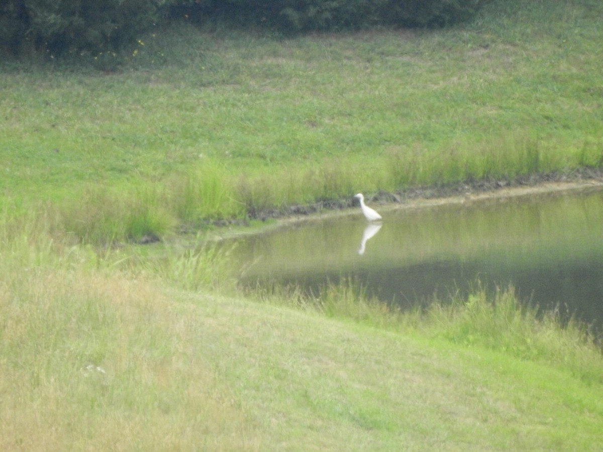 Little Blue Heron - ML620539313