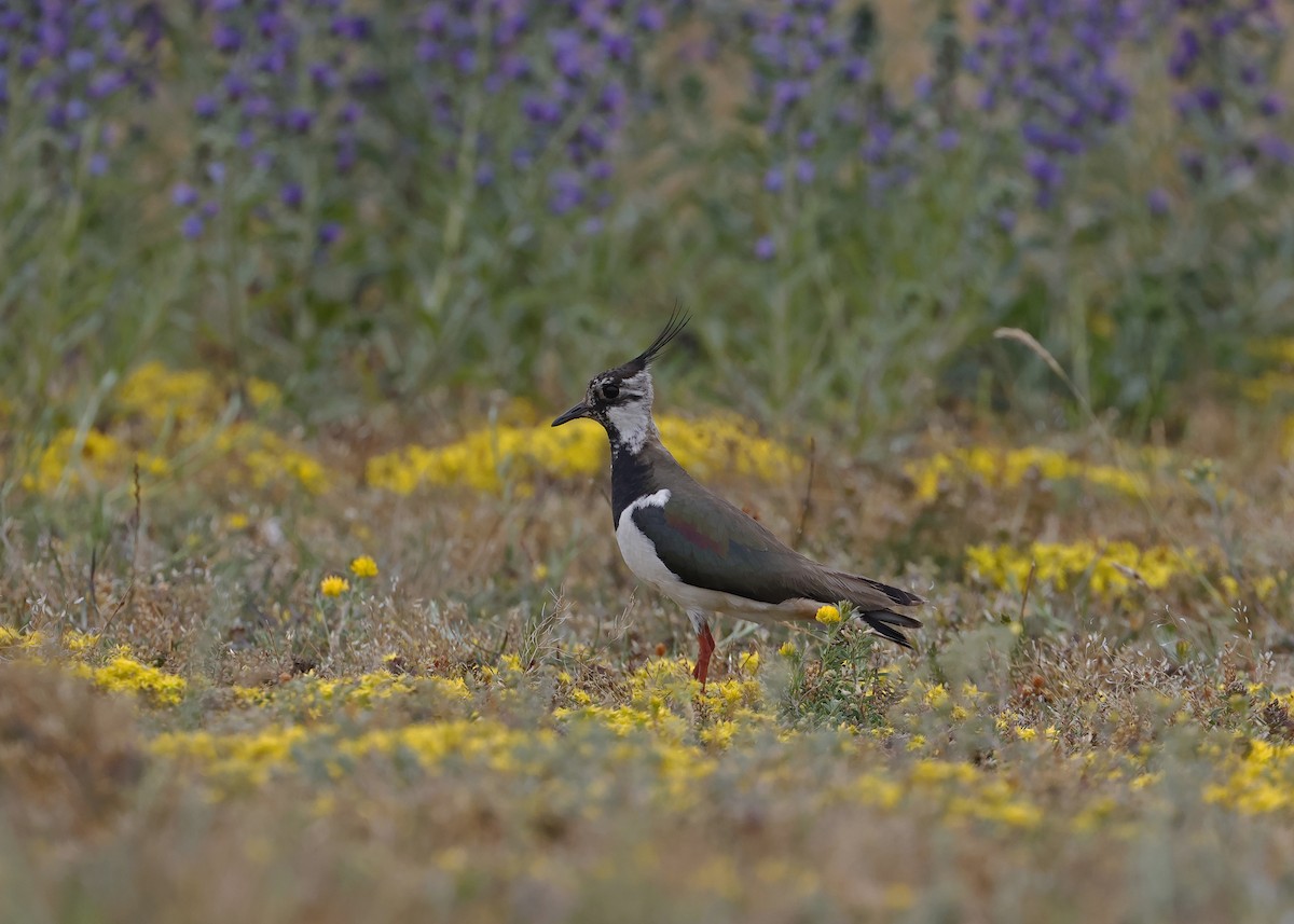 Northern Lapwing - ML620539314