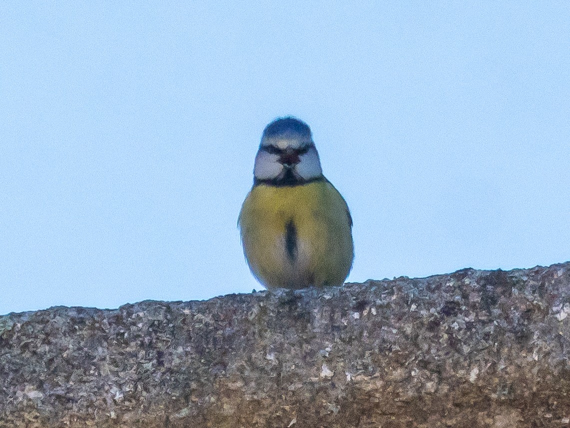 Eurasian Blue Tit - ML620539319