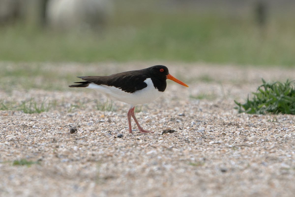 Eurasian Oystercatcher - ML620539321