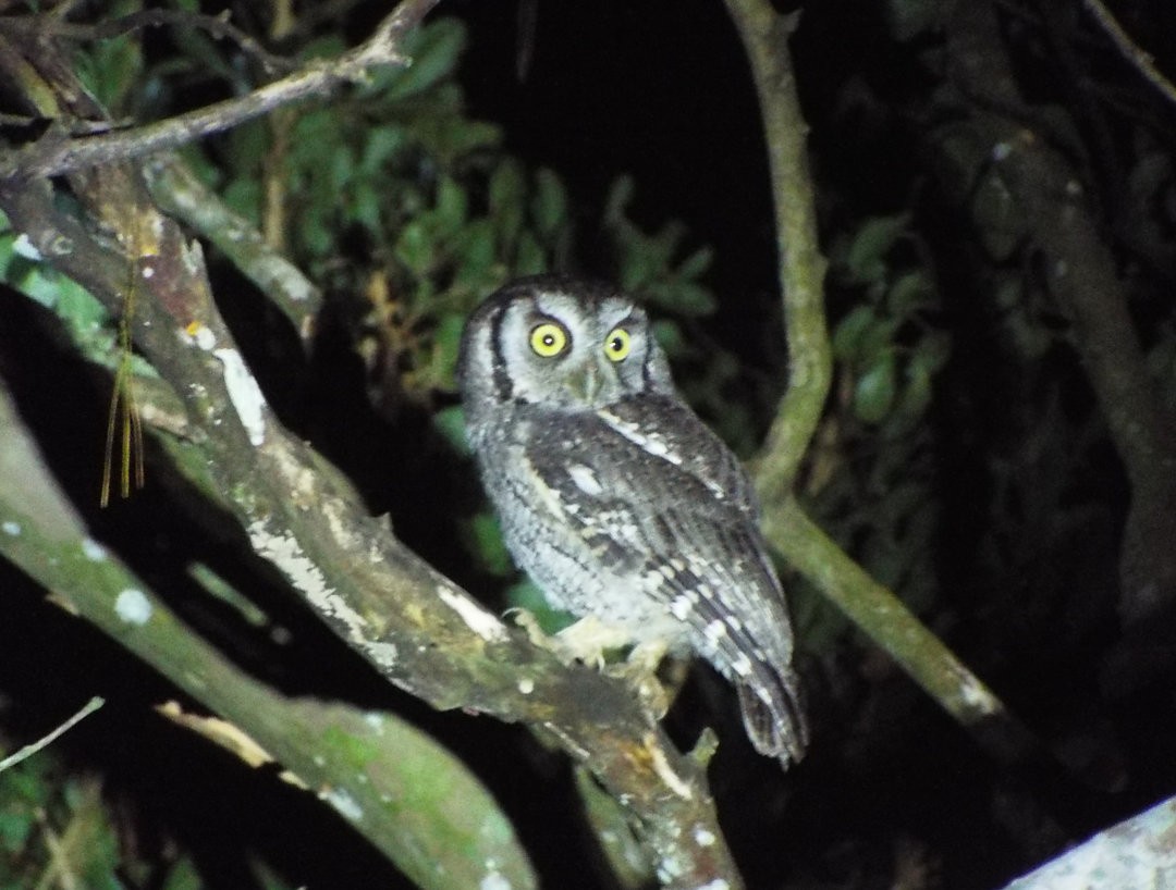 Tropical Screech-Owl - ML620539323