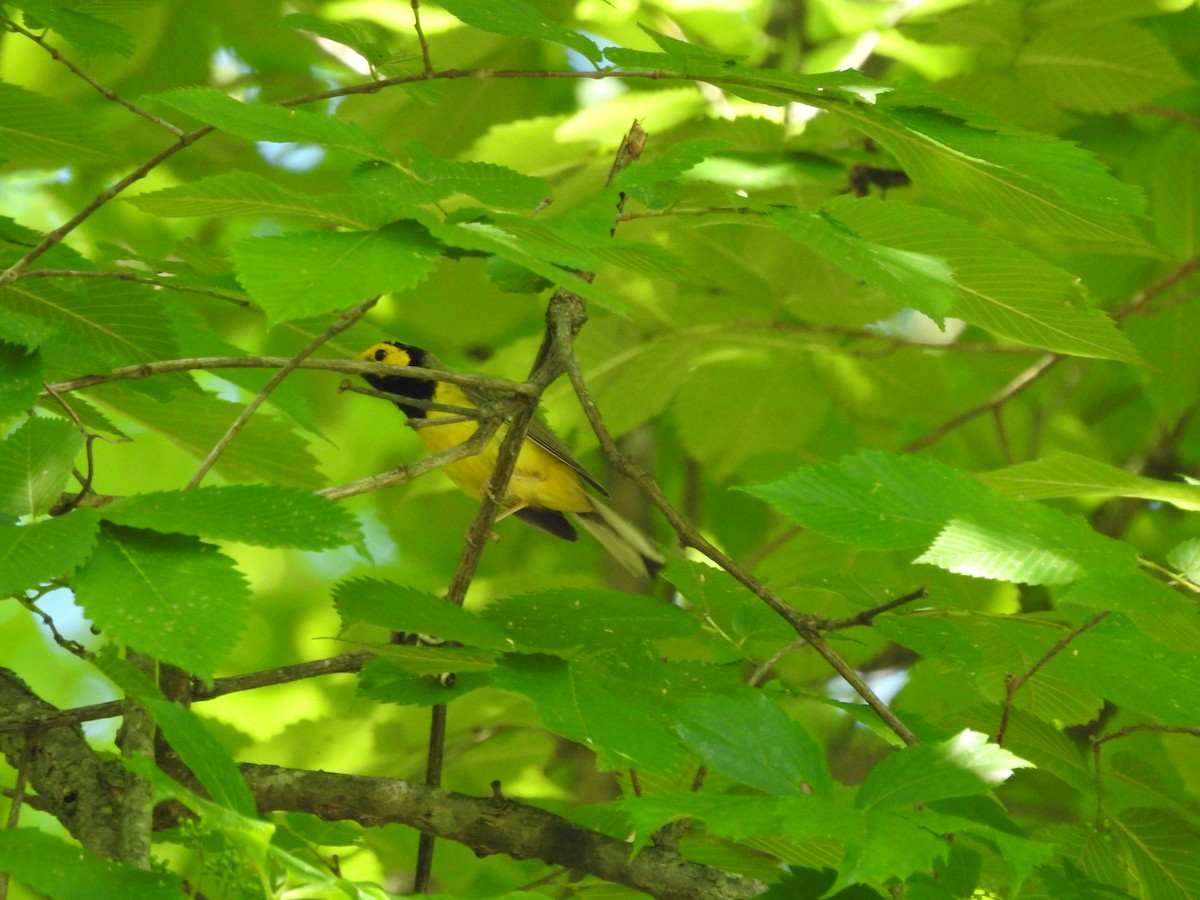 Hooded Warbler - ML620539325