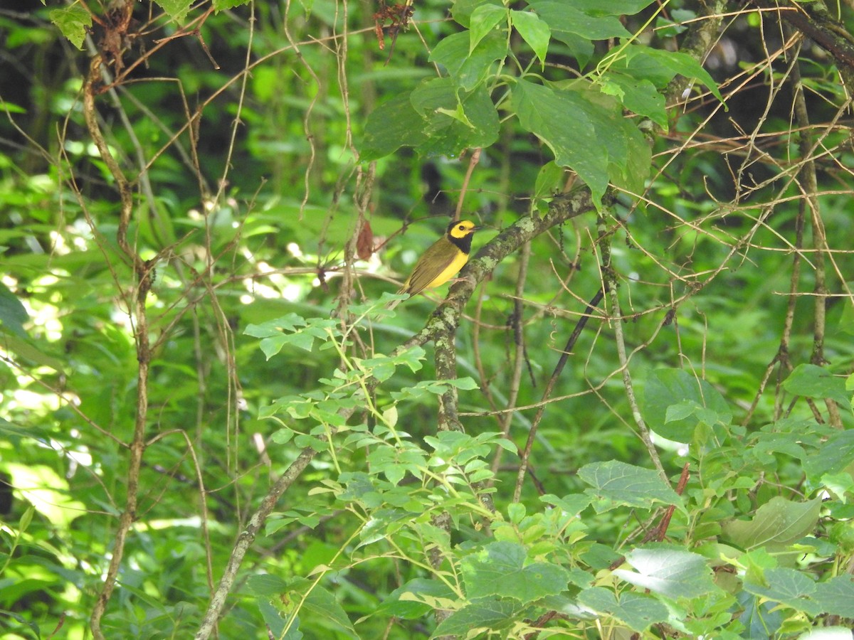 Hooded Warbler - ML620539326