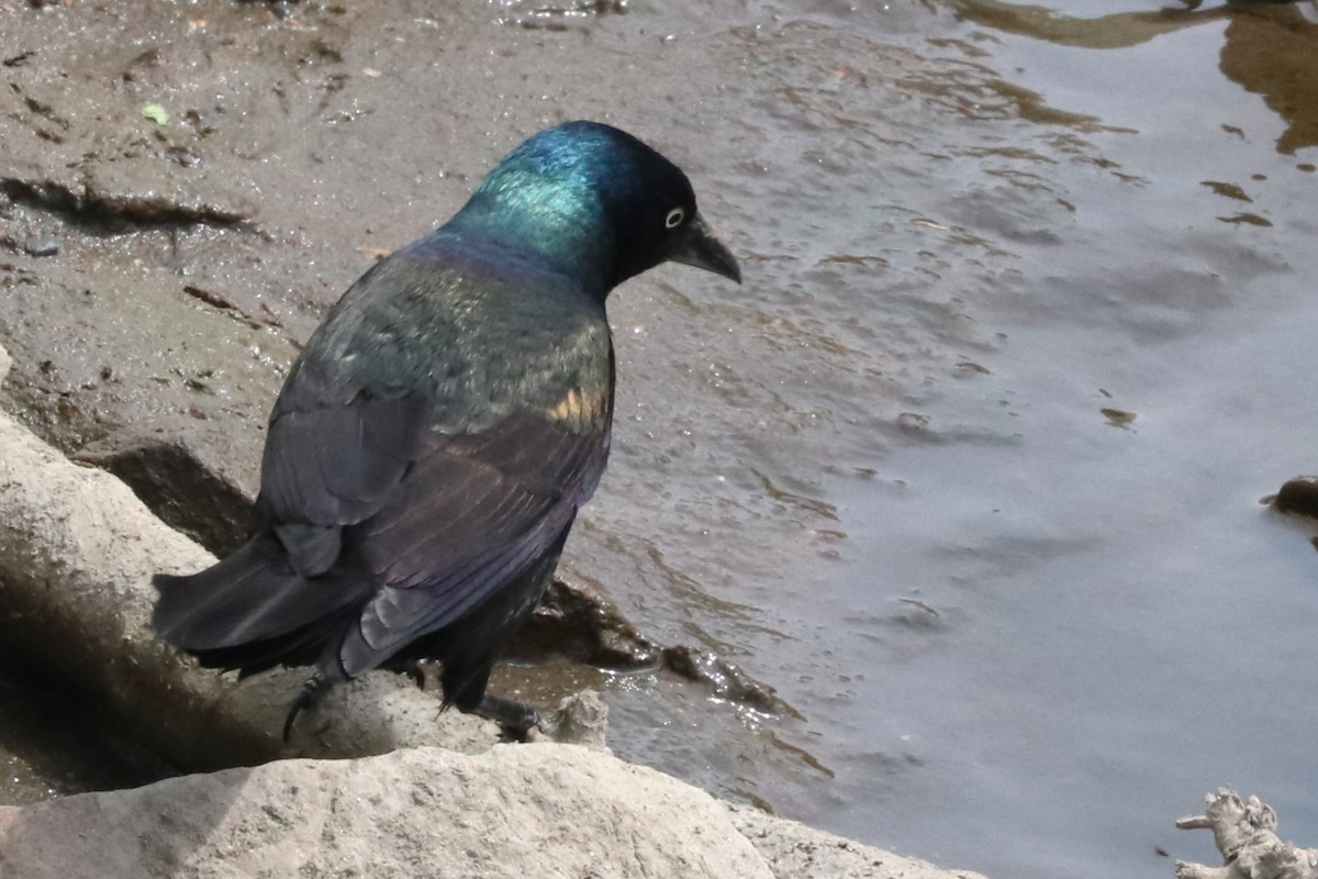 Common Grackle - ML620539329