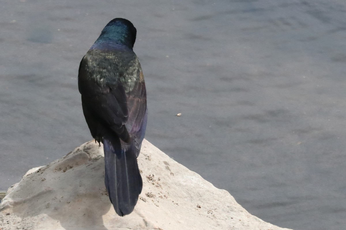 Common Grackle - ML620539330