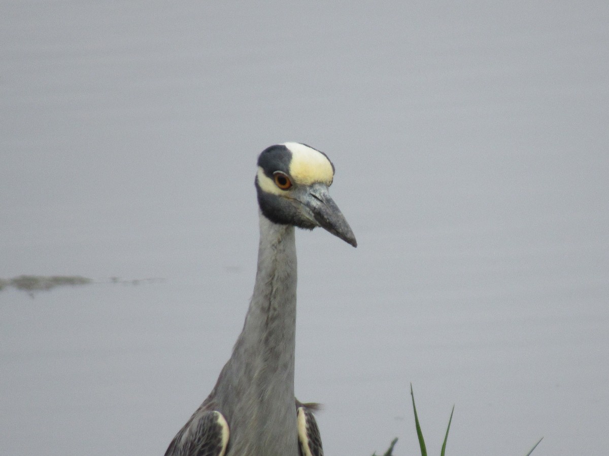 Yellow-crowned Night Heron - ML620539331