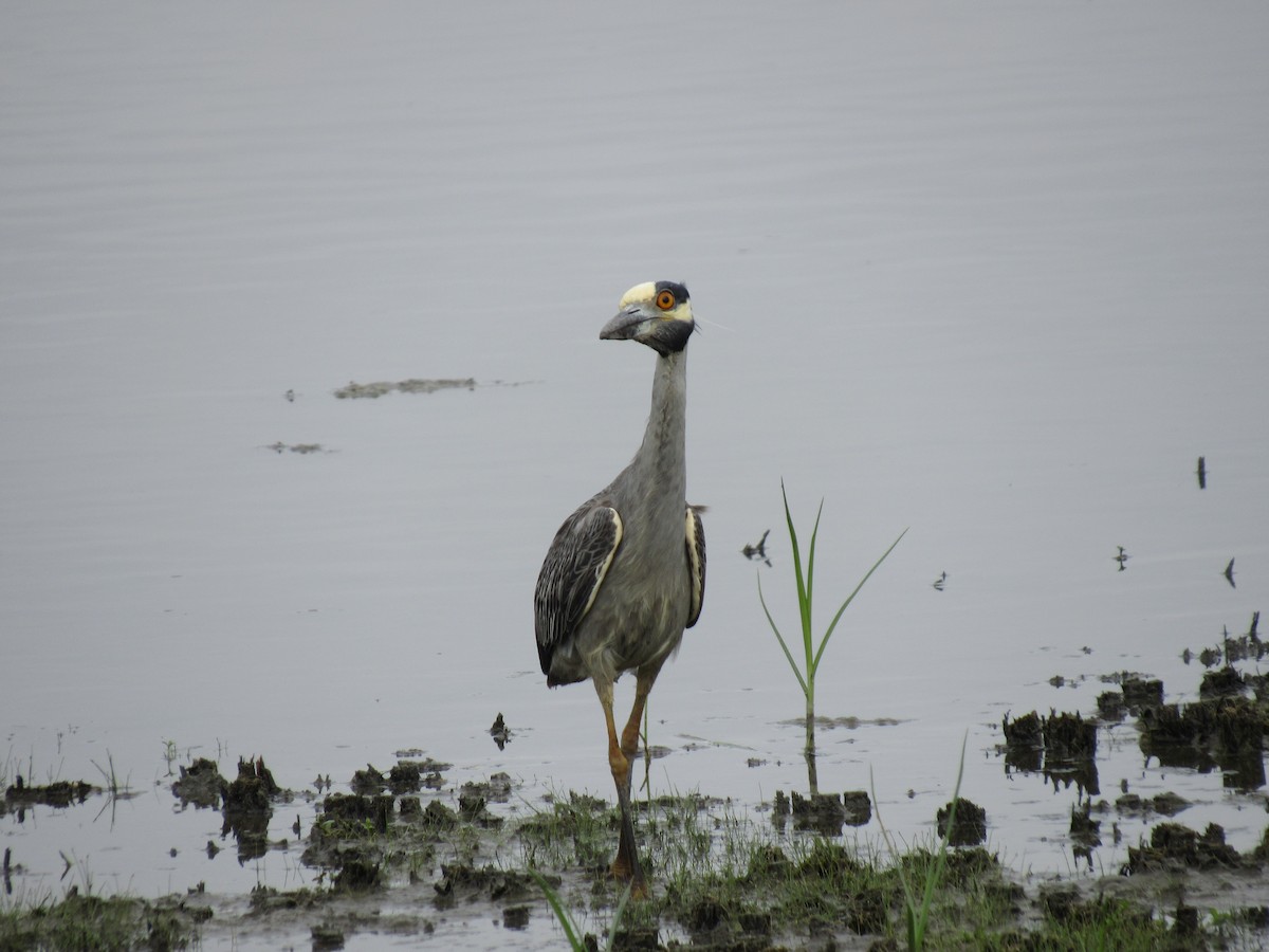 Yellow-crowned Night Heron - ML620539332