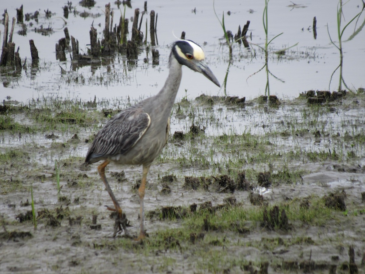 Yellow-crowned Night Heron - ML620539333