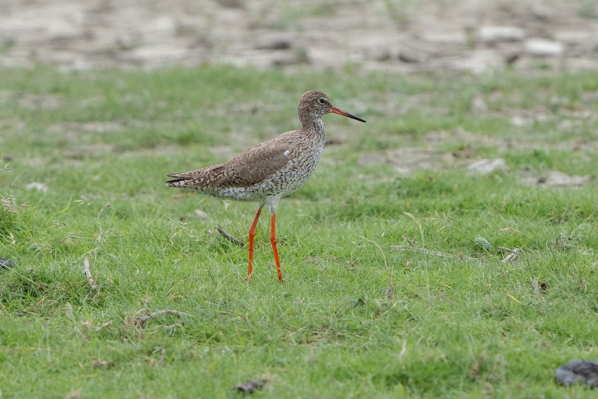 Common Redshank - ML620539336