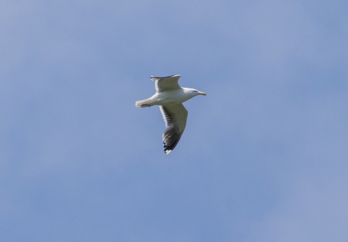 Great Black-backed Gull - ML620539338