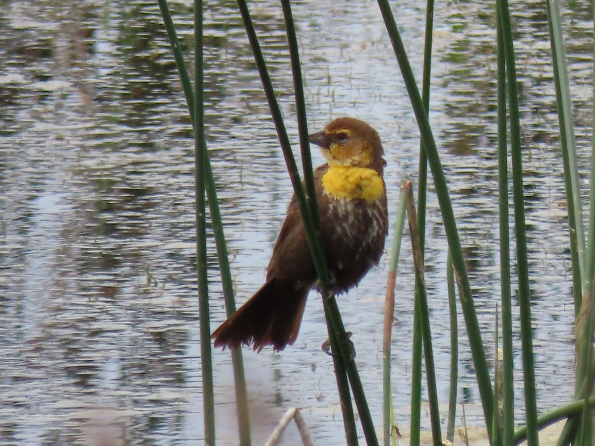 Yellow-headed Blackbird - ML620539344