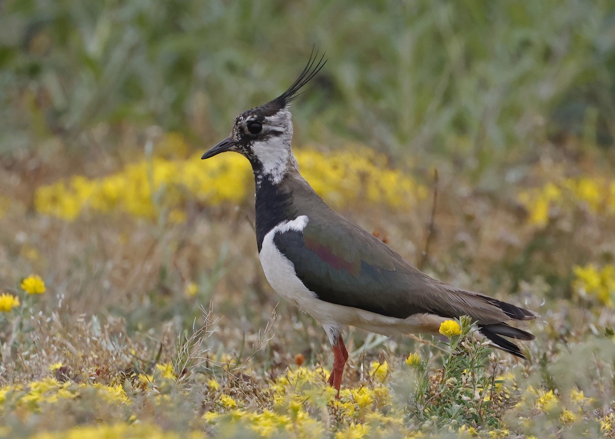 Northern Lapwing - ML620539350