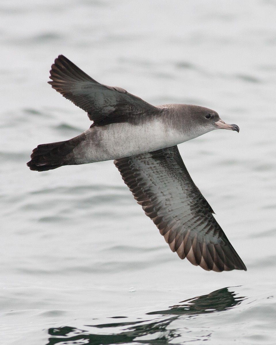 Pink-footed Shearwater - ML620539352
