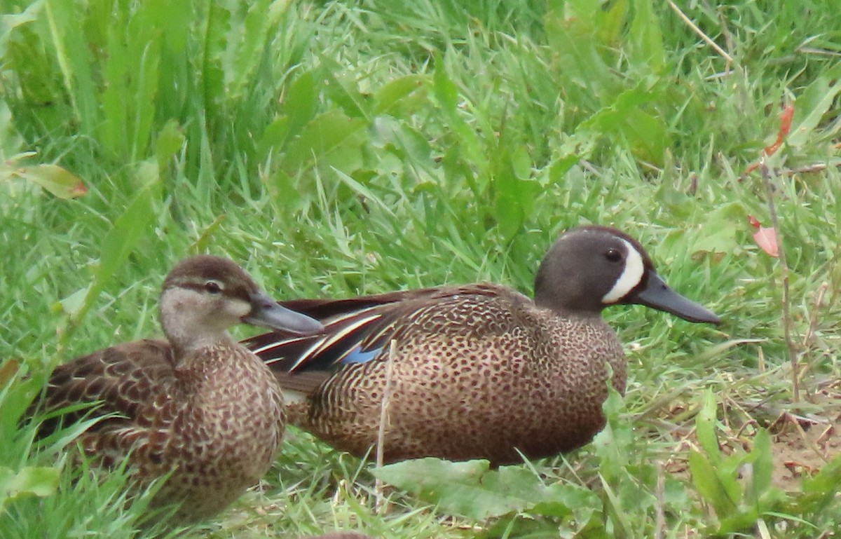 Blue-winged Teal - ML620539354