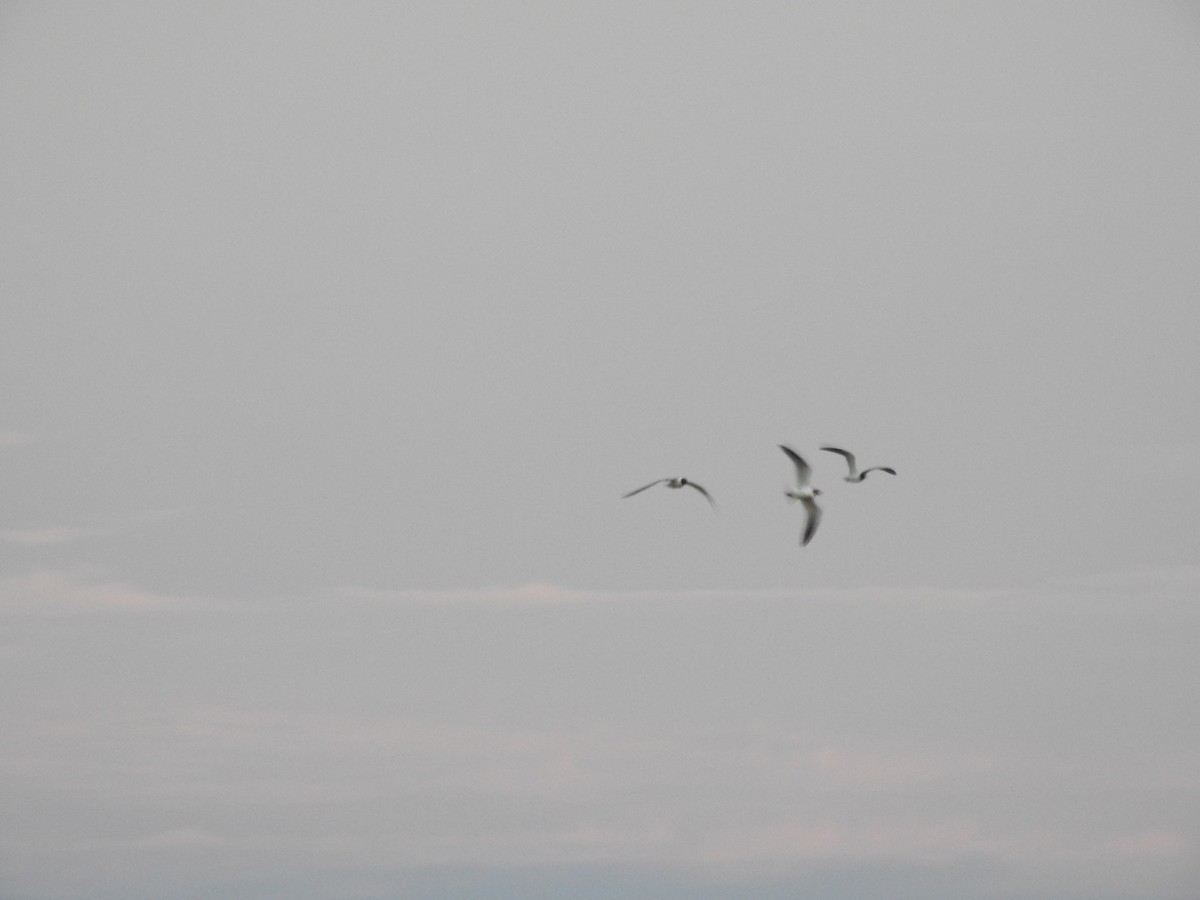 Common Tern - ML620539357