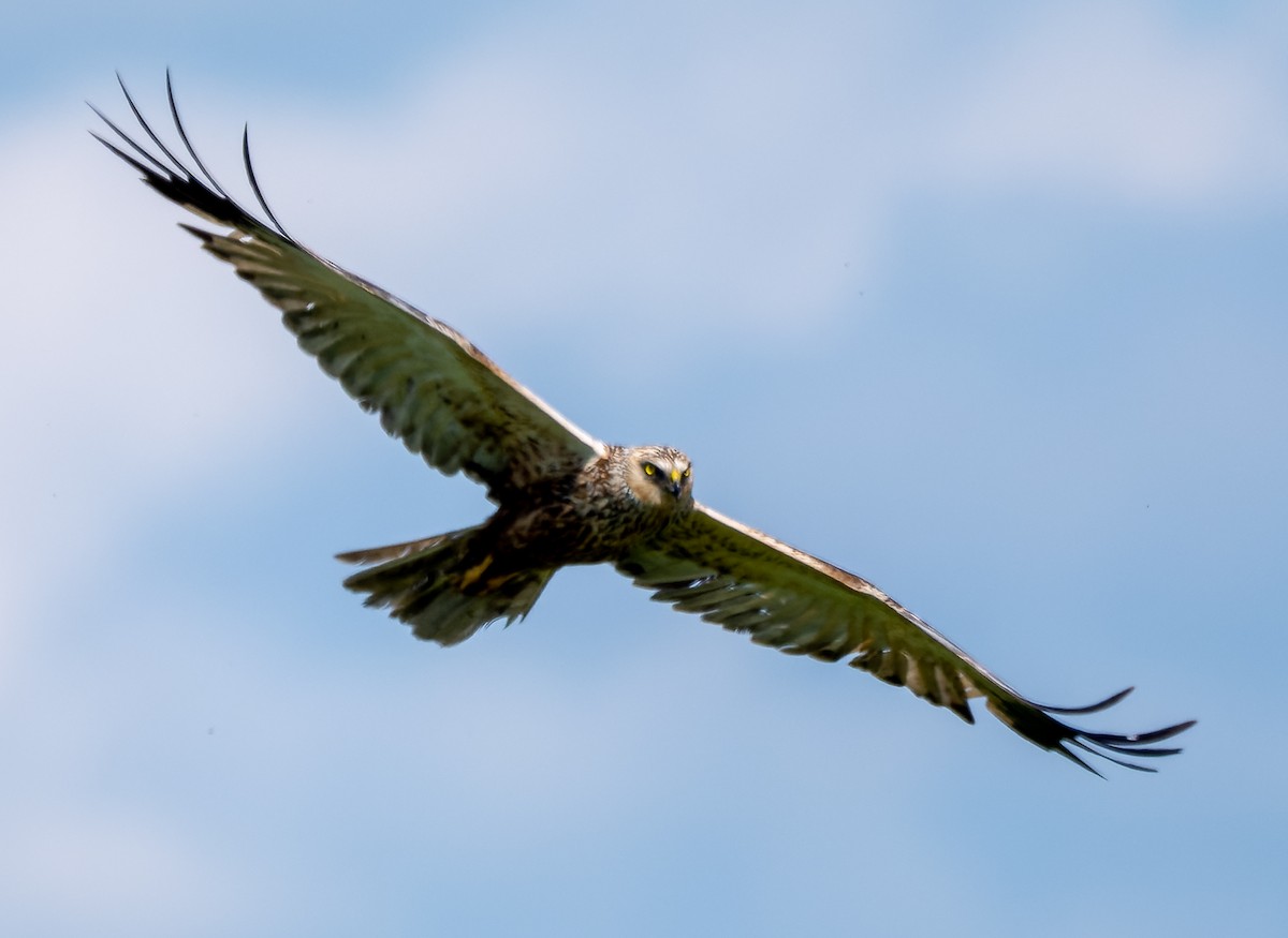 Western Marsh Harrier - ML620539367